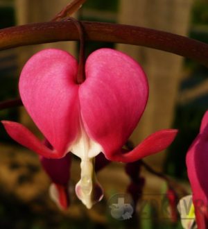 Порок сердца — что это такое?