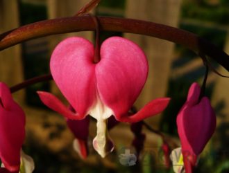 Порок сердца — что это такое?