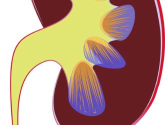 Что полезно для почек? 4 главных фактора