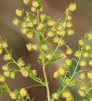 Полынь против коронавируса — лекарственные растения против ковида, ч.1