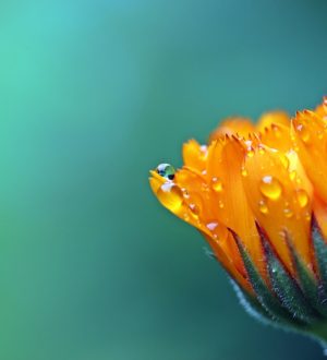 Три лекарственных растения против коронавируса, ч.6