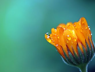 Три лекарственных растения против коронавируса, ч.6