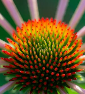 Самые эффективные лекарственные растения против коронавируса, ч.7