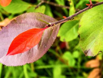 Три народных средства от ковида, подтвержденных исследованиями — лекарственные растения против коронавируса, ч.8