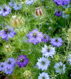 Чернушка посевная — лекарственные растения против коронавируса, ч.2