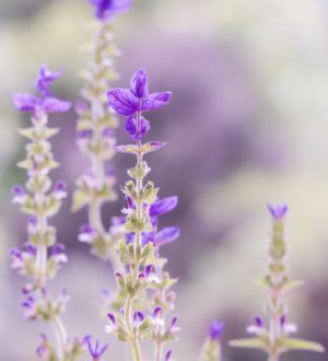 Лечение коронавируса травами — лекарственные растения против ковида, ч.4