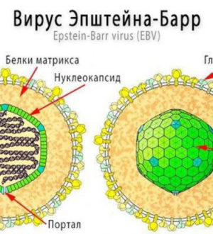ВЭБ инфекция — вирус Эпштейна-Барр