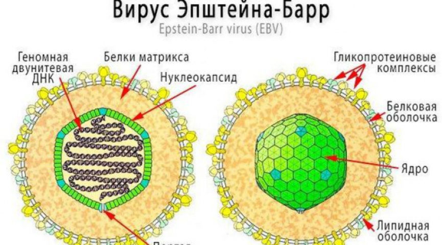 ВЭБ инфекция — вирус Эпштейна-Барр