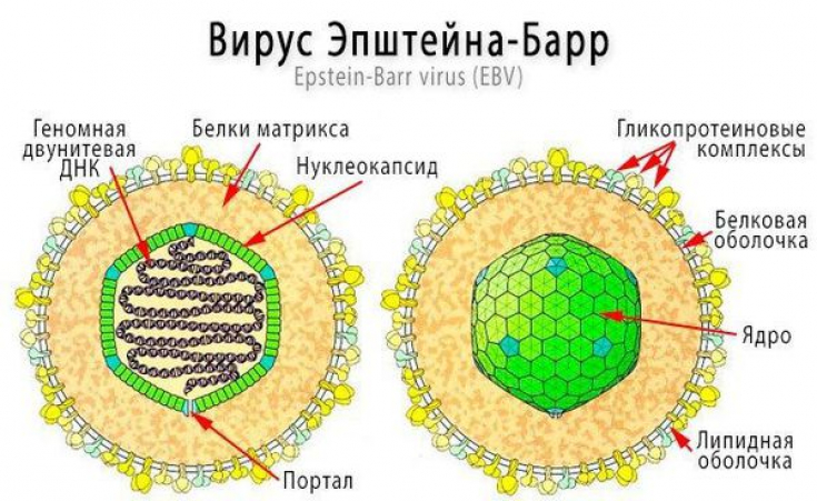 ВЭБ инфекция - вирус Эпштейна-Барр